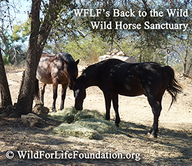 Mustangs saved by the Wild For Life Foundation